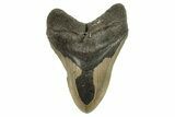 Serrated, Fossil Megalodon Tooth - North Carolina #294538-1